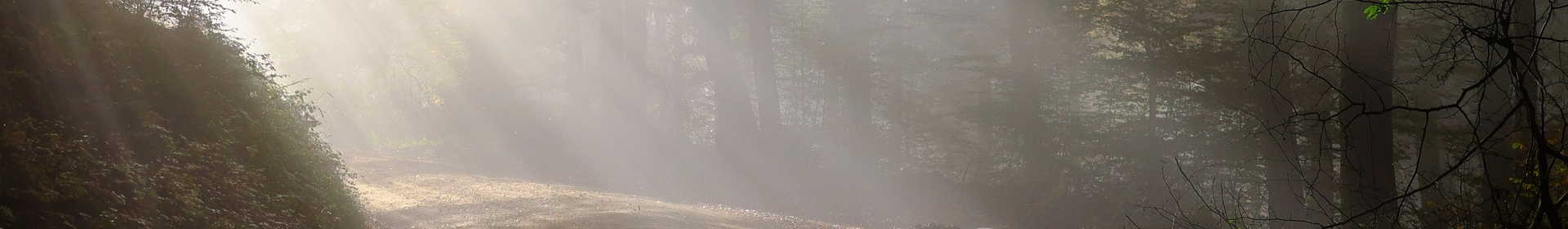 Misty Dirt Road