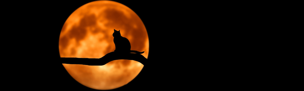 Cat in Tree