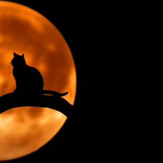 Cat in Tree