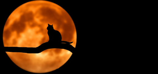 Cat in Tree